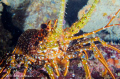   spotted lobster Nikon d7000 60mm macro ikelite housing  